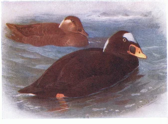 Surf Scoter